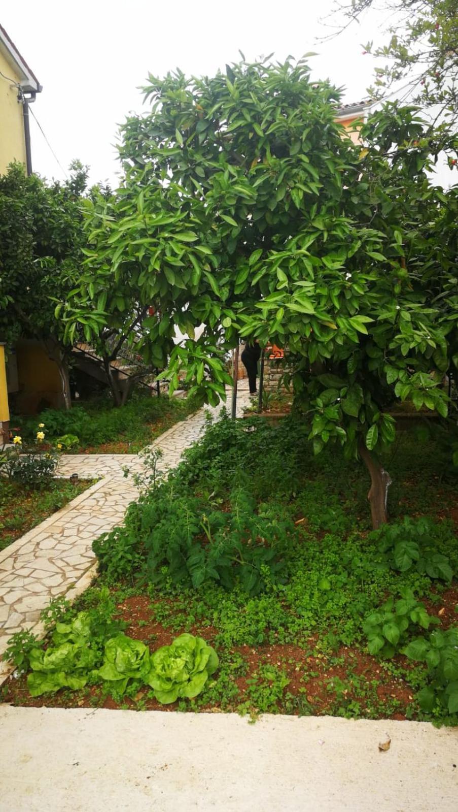 Apartment Dalmatini Tar-Vabriga Dış mekan fotoğraf